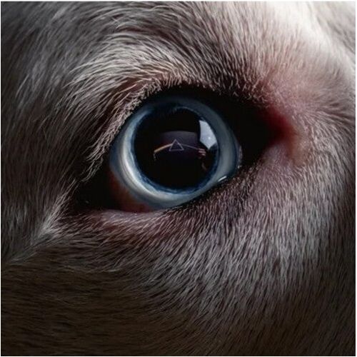 Roger Waters - The Dark Side Of The Moon Redux - LP