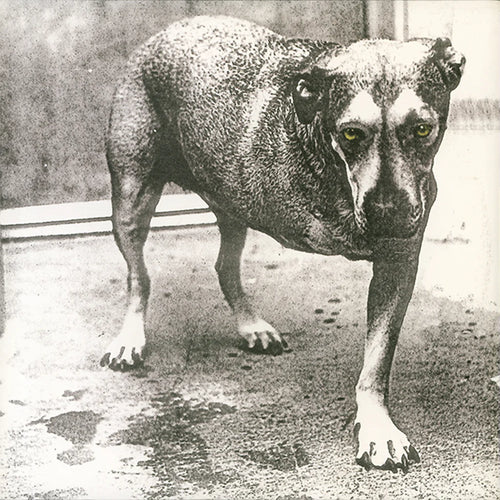 Alice In Chains - Alice In Chains (30th Anniversary) - LP