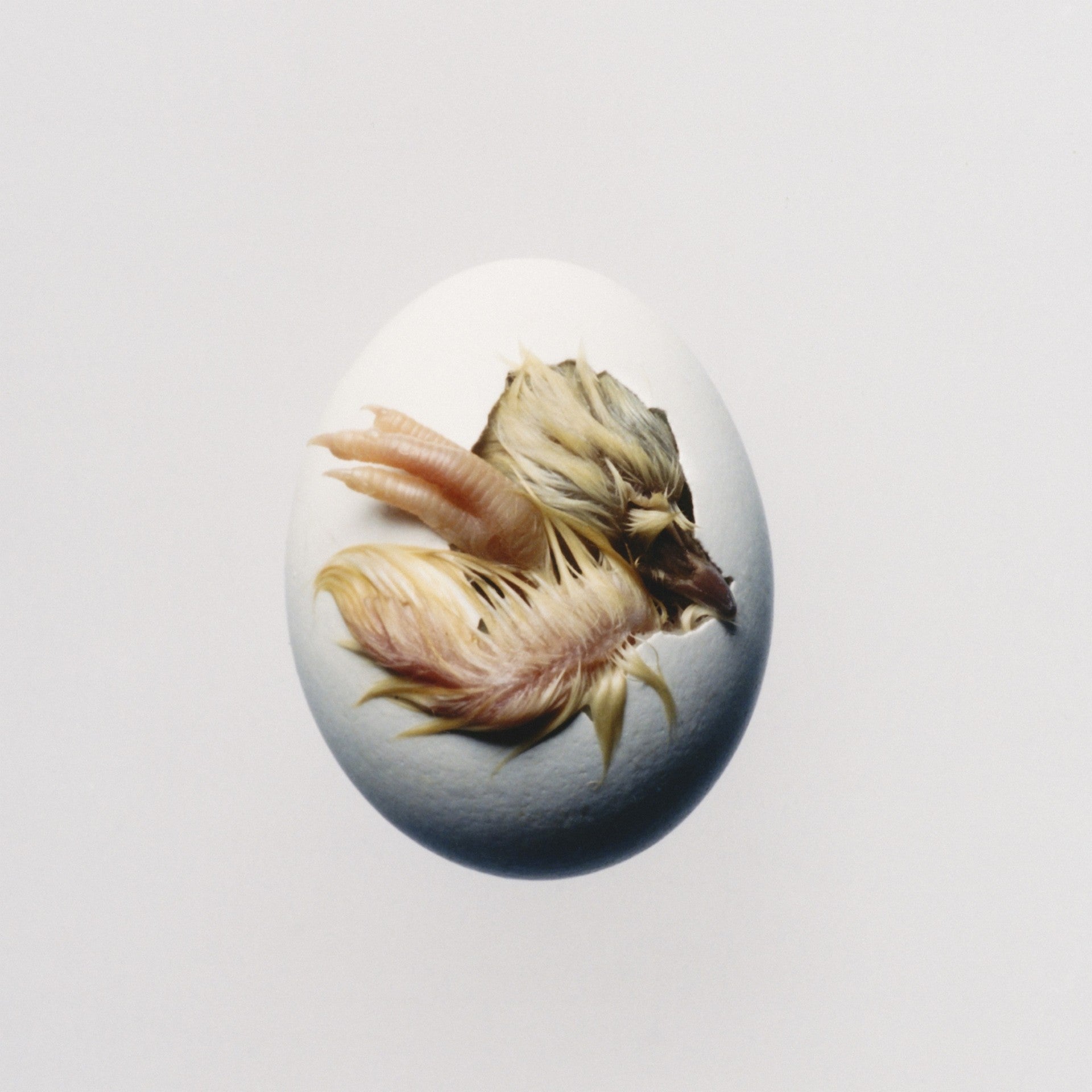 Shygirl - SWALLOW! album cover